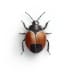 bed-bug